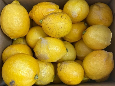 広島県産】瀬戸田しまなみレモンC品(2kg) ノーワックスレモン
