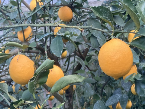 お菓子作りで違いがわかる「マイヤーレモン」1㎏　静岡県から産地直送