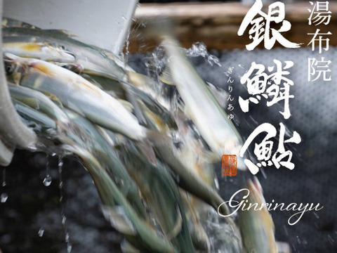 湯布院　銀鱗鮎　名水育ち　生鮎５００ｇ～６００ｇ（５～６匹）
