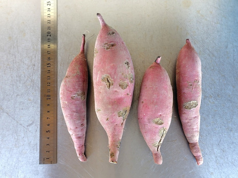 【訳ありＢ品】熟成不要のさつま芋「あまはづき5kg」（虫害・割れ・キズあり、小～中サイズ、栽培期間中農薬・肥料不使用）