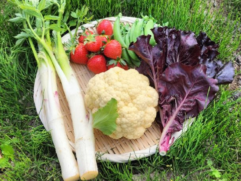 採れたてカリフラワーの野菜セット（4種類以上）