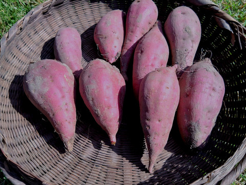 さつまいも　紅はるか（2kg) 大小様々詰め合わせ品