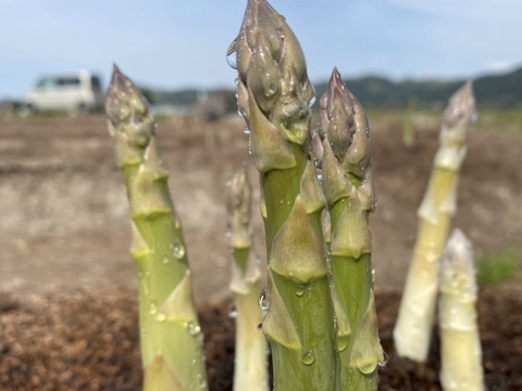 【レビューで100g増量】太くてやわらかくてみずみずしい！秋田県湯沢市産／甘い春アスパラ500ｇ／2L~Ｌ規格！※レビューの方は注文画面の特記事項に『レビューあり』とご記載ください。