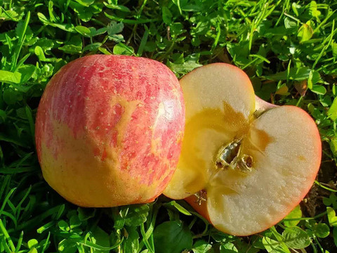 生玉農園一番人気の美味しいりんご！ 訳あり 信州りんご🍎 葉とらず サンふじ 3キロ箱 7～11玉