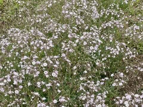 【5本-40㎝-】ほんのりピンクのカスミソウ