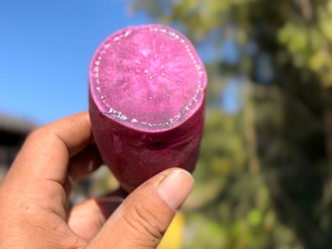 紫いも　有機肥料のみの栽培 11年 千葉県香取市産　紫芋5kg箱 訳あり　土付き