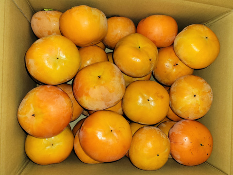 和歌山県産　富有柿　極甘(家庭用)10キロ　M～2Lサイズ