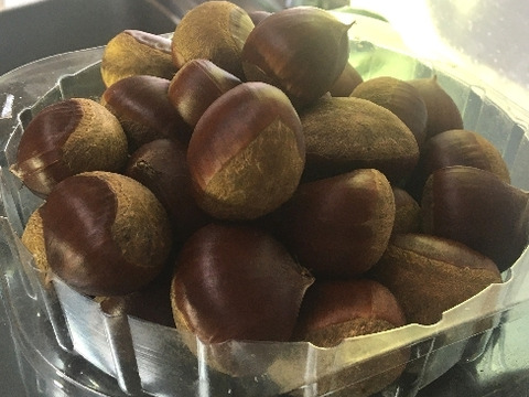 農薬不使用栽栽培　兵庫産　ホクホク甘い和栗（500ｇ）⑦