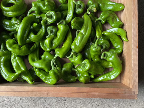 【有機JAS認証万願寺とうがらし：訳あり：1kg】お得な訳ありです！京の夏野菜といえばコレ！本物の京野菜をオーガニックで味わう！甘くて肉厚！万願寺とうがらし！そのまま焼いたら鰹節とお醤油で！