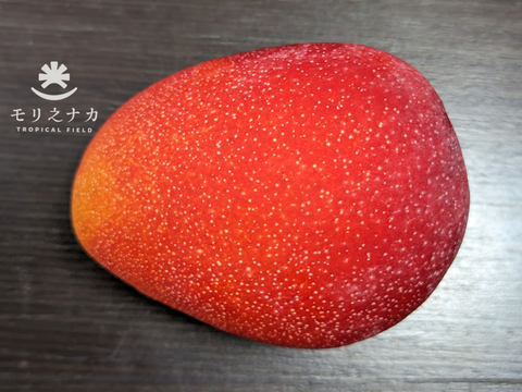 【贈答用】【先行予約】TROPICAL FIELD モリ之ナカ　贈答用　完熟マンゴー約1.5㎏（3～4玉）果汁たっぷり、甘味と酸味も絶妙でコクのあるマンゴーです。マンゴー好きな方に是非！