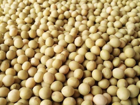 自然栽培農家が種から育てた「米味噌」700g