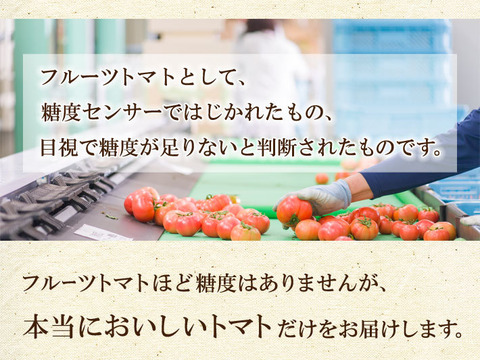 さわやかな甘味が特徴の徳用トマト5kg　宮崎県産