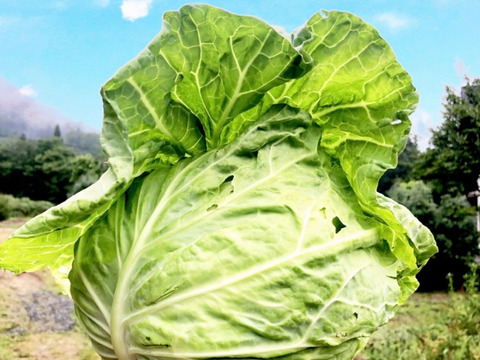 たっぷり野菜セット！幻のじゃがいも、玉ねぎ、キャベツ、きゅうり、農薬不使用