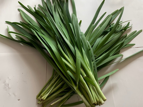 1年間採れたてのニラづくし‼️ニラ好き様のためのニラだけの定期便✨月毎に違ったニラが楽しめます。