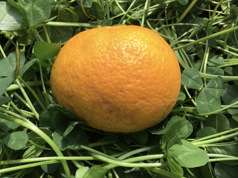 採れたてお届け！清見オレンジ1kg&爽やか八朔1kgセット【農薬不使用】