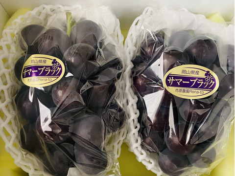 岡山県産　【訳あり✨お買得】2房入りサマーブラック🍇