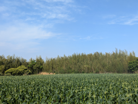 濃厚な甘みの🌽先端カット５本