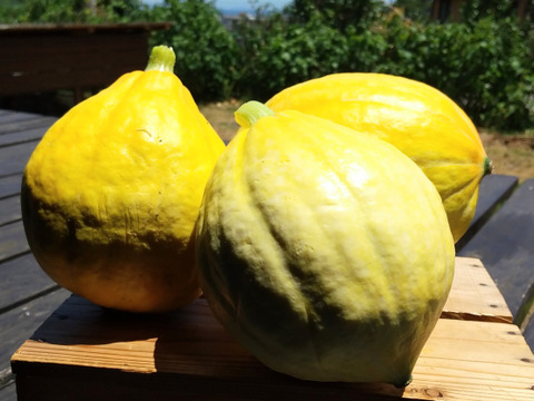 生で美味しく食べられるかぼちゃ【コリンキー】約１㎏