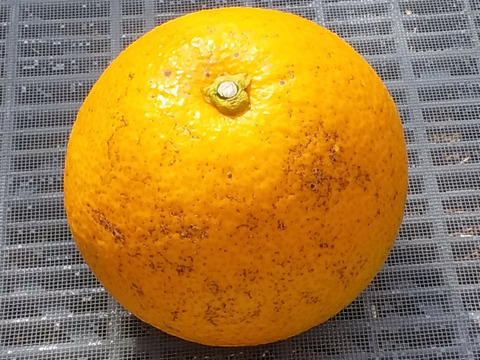 【水分たっぷり】八朔(7㎏)和歌山産(冷蔵便)