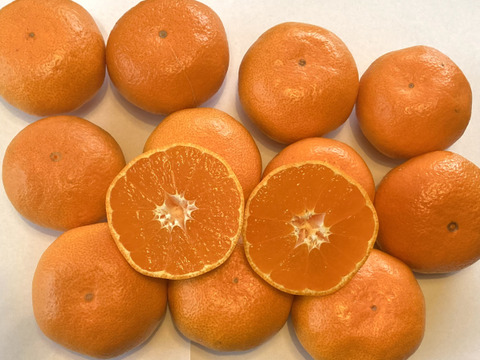 【食べ比べ・高糖度系晩生みかん】糖度１５度以上　今村・青島　5kg