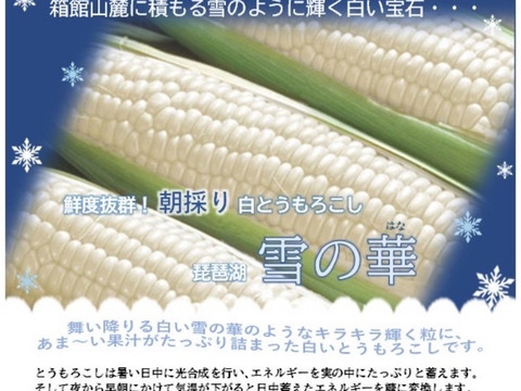 抜群の甘さ✨【10本セット　朝採り即日発送】白いとうもろこし