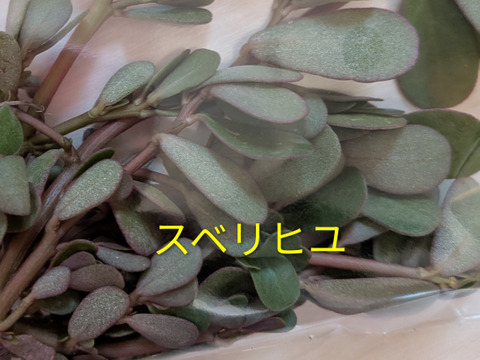春のおまかせ野草セット🌿ヨモギ、ハコベ、スギナ、オオバコ、オオイヌフグリ、コツブツメクサ、カタバミ、コマツヨイグサ、コバンソウ、スベリヒユ、その他より6種類以上🌿 ※不用な野草はご連絡ください
