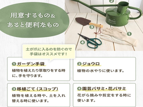 2個セット アルケミラ モリス 宿根草 多年草 カラーリーフ