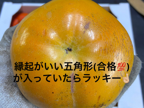 サクサク食感！人気急上昇中の太秋柿5キロ