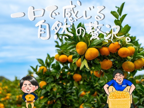 採れたまんまを食べてみらんね太良みかん箱込5㎏（2S~L混合)