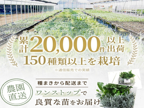 2個セット  アーティチョーク グリーングローブ  宿根草 多年草 ハーブ苗 イングリッシュガーデン