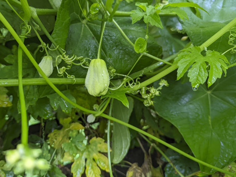 珍しい野菜 はやとうり 2つ 500 700g程度 栽培期間中農薬不使用 茨城県産の野菜 食べチョク 産地直送 産直 お取り寄せ通販 農家 漁師から旬の食材を直送