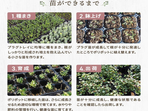 2個セット ジギタリス スノーシンブル  イングリッシュガーデン 花苗 花壇苗