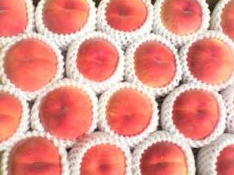 夏ギフト　【超新鮮桃】5kg　14～20玉【ASIAGAP認証農場：津軽農園】安心・安全な桃　収穫した日に発送　家庭用　農家直送