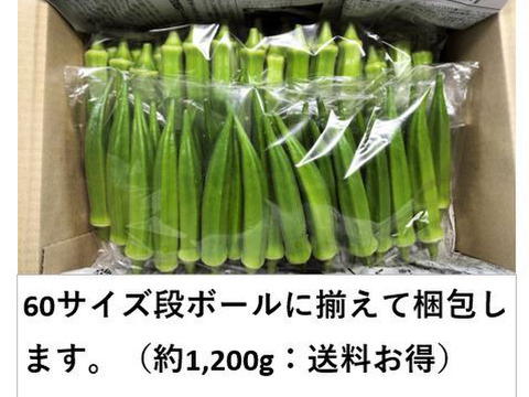 オクラ 柔らかトロうま！口の中で弾けるプチプチの種！＜80本/約1kg＞