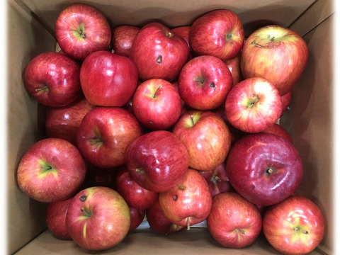 【規格外】ドッドーン🤩と大盛りシナノスイート【特売品 約10Kg】青森県産