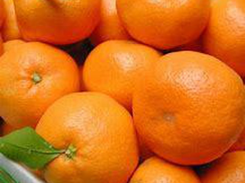 限定2箱 特別価格 愛媛県興居島産温州みかん 10キロ 愛媛県産のみかん 柑橘類 食べチョク 産地直送 産直 お取り寄せ通販 農家 漁師から旬の食材を直送