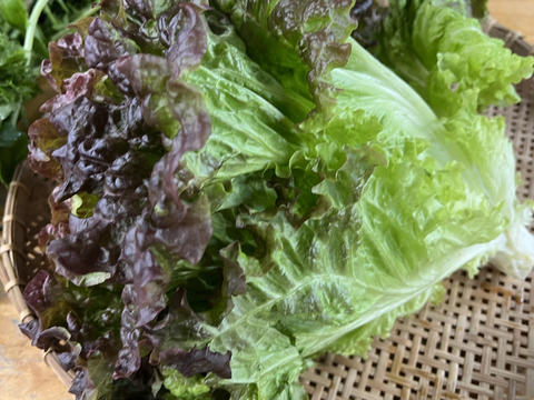 【福袋】朝どれ新鮮！ふくぶくろ野菜大入りセット