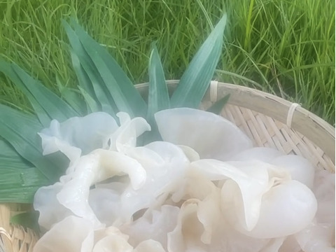 希少な国産・白い生きくらげ 6パックセット（100g×6）国産／新鮮発送