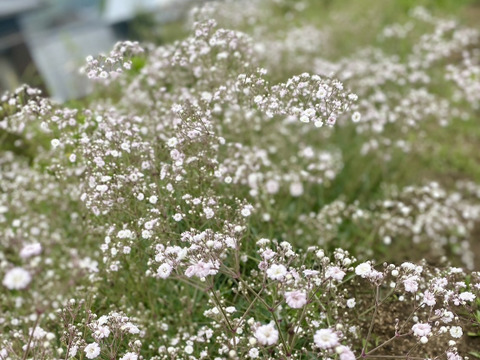 【5本-40㎝-】ほんのりピンクのカスミソウ