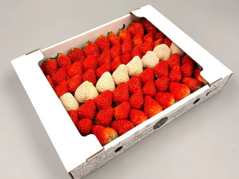 紅白いちご【紅ほっぺ×天使のいちご　サイズ混合セット】1㎏