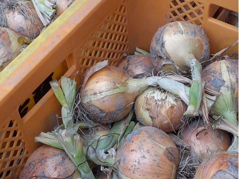 淡路島産玉ねぎ　１０kg　Awaji Fancy Onion