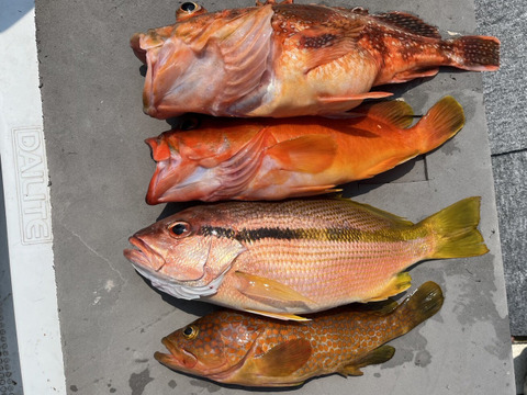 明日朝まで限定！捕れたて！アコウ・カサゴ・アカハタ・アカイサキ 約3kg 長崎県対馬市(内臓・鱗処理済)