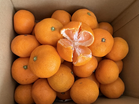 【蔵出しみかん】「小粒2kg」和歌山下津産(常温便)