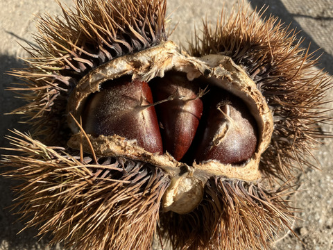 収穫始まりました！生栗(洋栗、約２キロ入り)