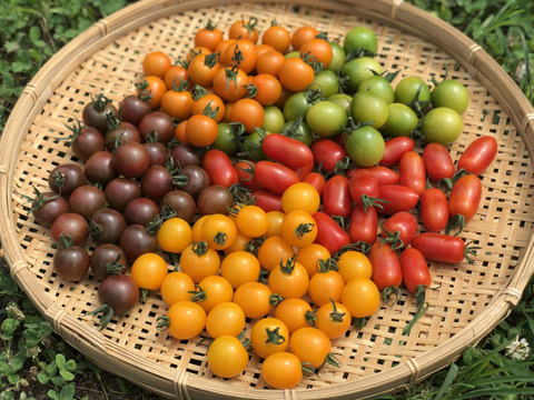 虹色トマトで華やかな食卓に🌈カラフルなミニトマトアソート5種【1kg】