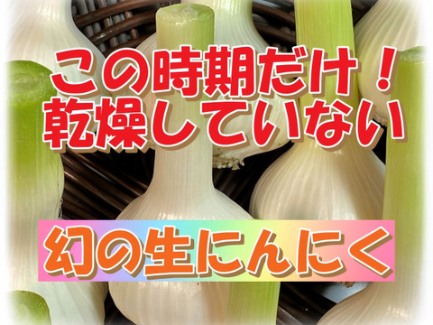 【数量限定⭐️今だけ増量】1年に1回🎉この時期だけの生にんにく🧄500グラム掘りたて みずみずしぃ～