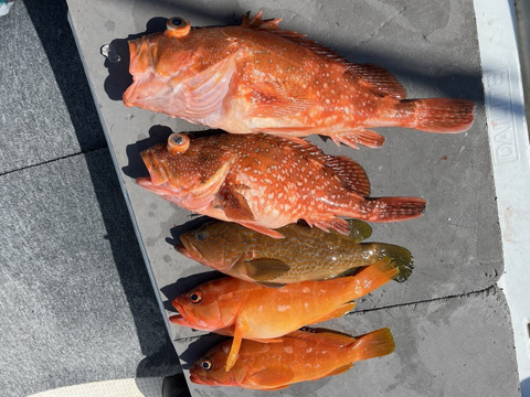 明日朝まで限定！捕れたて！アコウ・カサゴ ・アカハタ　約3kgオーバー 長崎県対馬市(内臓・鱗処理済)