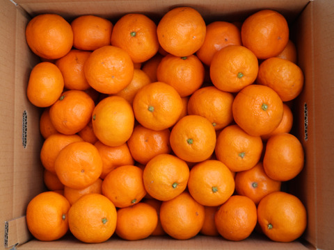 【冬ギフト】農家直送！有田みかん10kg≪Mサイズ 秀品≫【平武農園】～蛍飛ぶ町から旬の便り～　和歌山｜有田｜田口｜ギフト｜こだわり　産地直送　お取り寄せ