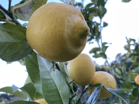 〔秀・優〕完熟イエロー果汁たっぷり！『ATAMI de LEMON®』5Kg- 爽やか芳醇- 品種お任せ