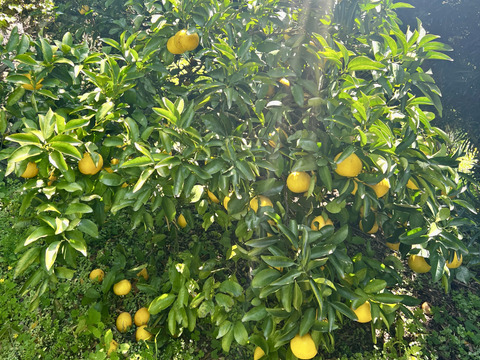 日向夏🍊(家庭用・5Kg)